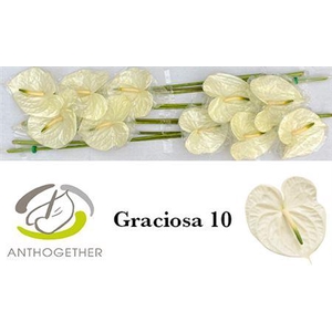ANTH A GRACIOSA 10
