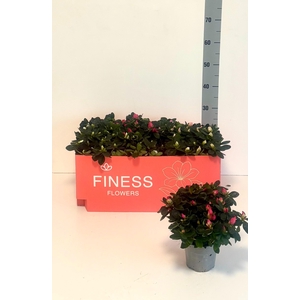 RHODO SI VOGEL GEM