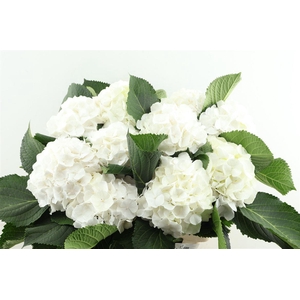 Hydr M White Verena 60-18