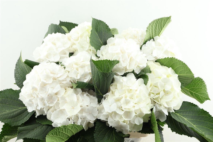 <h4>Hydr M White Verena 60-18</h4>