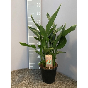 Strelitzia reginae p21