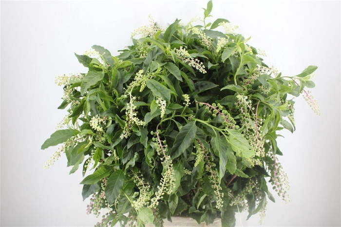 <h4>Carbouzijn Berry P Bunch</h4>