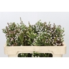 Kaaps Groen Spray Brunia