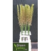 Eremurus Romance