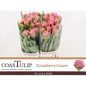 TU DU STRAWBER CREAM