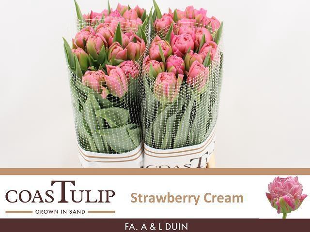 <h4>TU DU STRAWBER CREAM</h4>