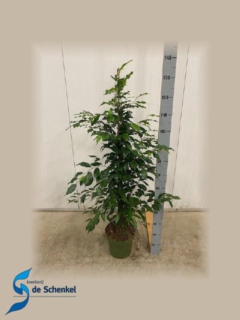 <h4>FIC BE EXOTICA</h4>