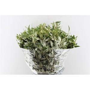 Steeneik Quercus Ilex 300 Gram