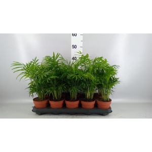 Chamaedorea elegans