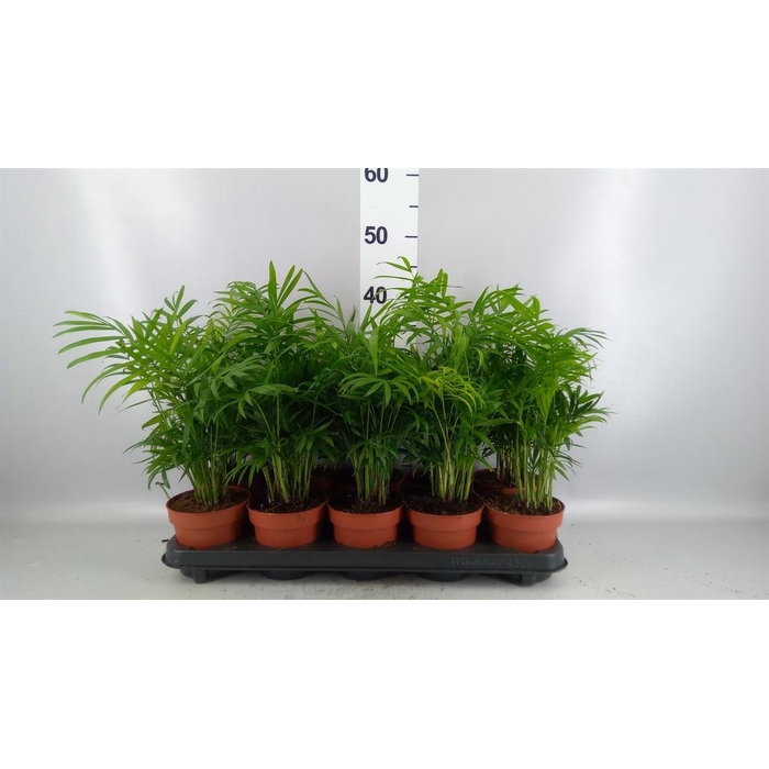 <h4>Chamaedorea elegans</h4>