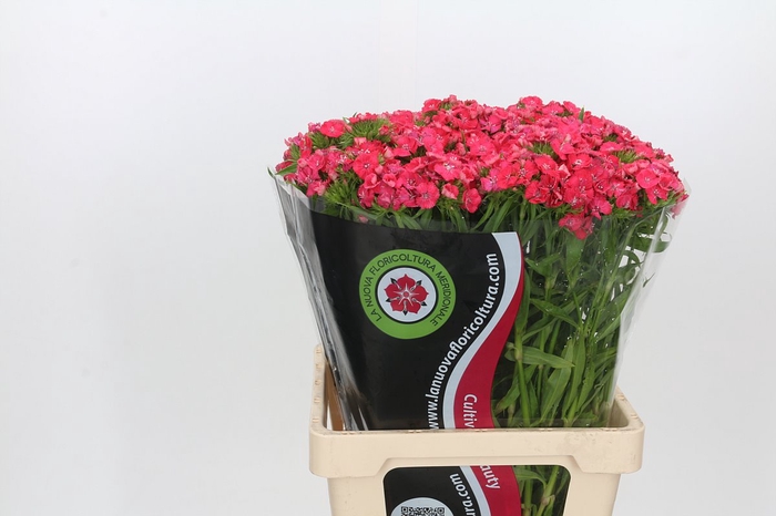 <h4>Dianthus Br Sweet Will Coral</h4>