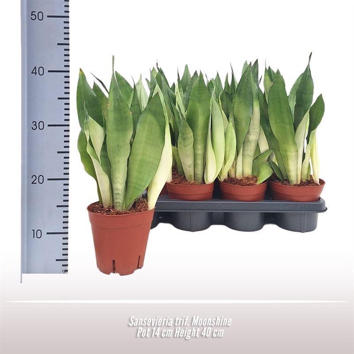 <h4>Sans Tri Moonshine</h4>