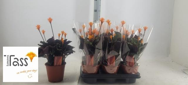 <h4>CALAT CROCATA</h4>