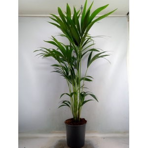 Howea forsteriana