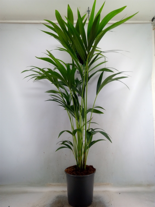 <h4>Howea forsteriana</h4>