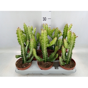 Euphorbia lactea