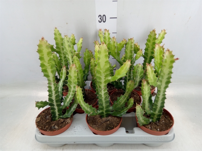 <h4>Euphorbia lactea</h4>