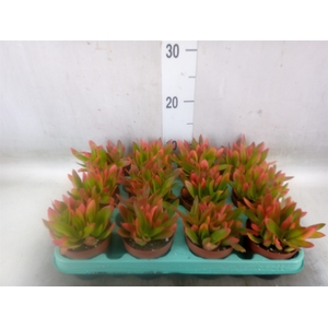 Crassula   ...