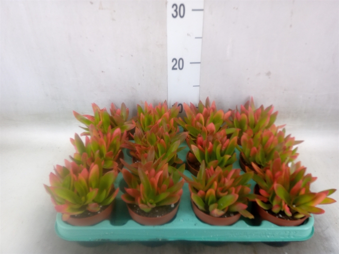 <h4>Crassula   ...</h4>