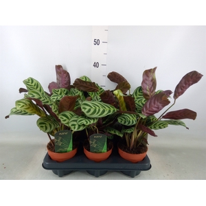 Ctenanthe burle-marxii