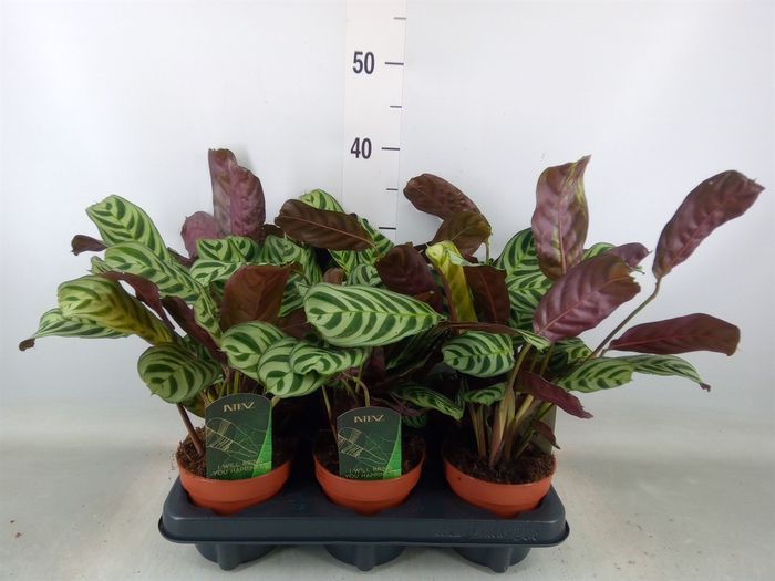 <h4>Ctenanthe burle-marxii</h4>