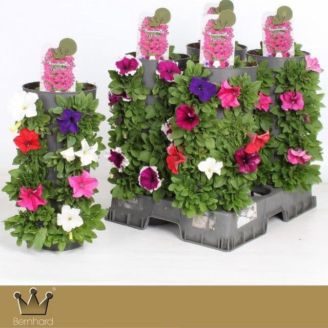 <h4>PET GEM IN POT</h4>