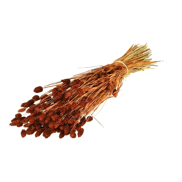 <h4>Phalaris Teak</h4>