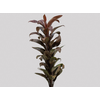 FOLHAGEM DRACENA BABY CHOCOLATE