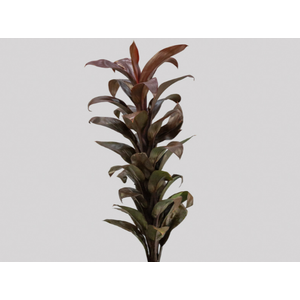FOLHAGEM DRACENA BABY CHOCOLATE