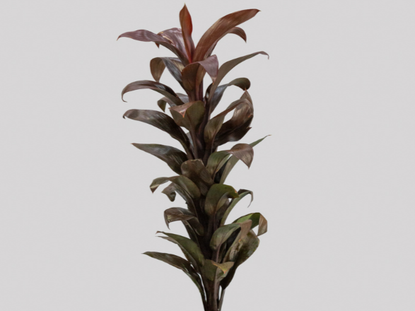 <h4>FOLHAGEM DRACENA BABY CHOCOLATE</h4>