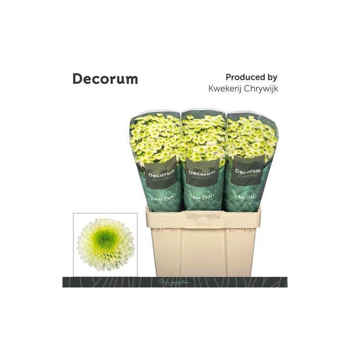 <h4>Chr S Maverick White</h4>