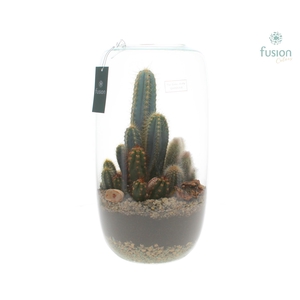 Green Bottle Isabella XXLarge met Cactussen