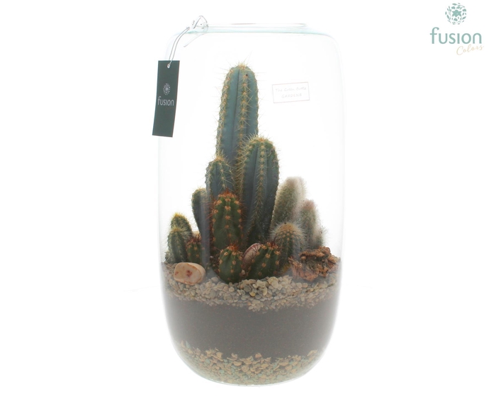 <h4>Green Bottle Isabella XXLarge met Cactussen</h4>