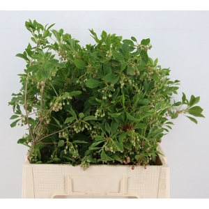 ENKIANTHUS BLOEIEND 060CM