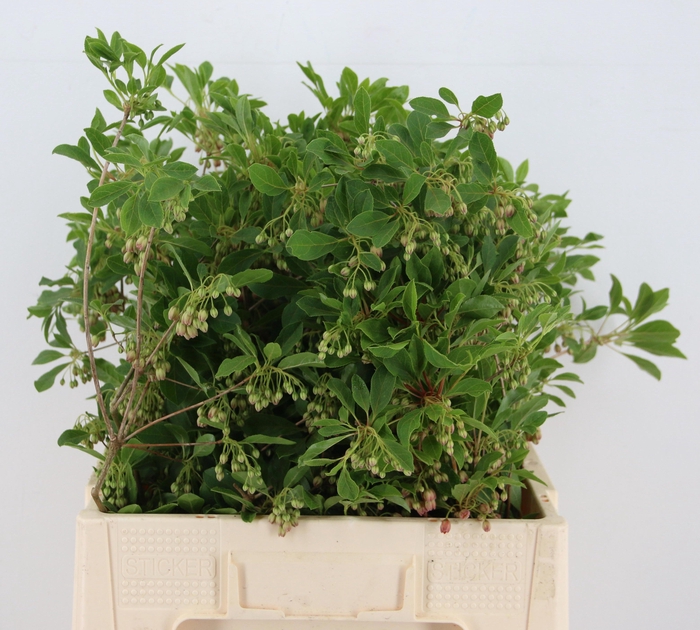 <h4>ENKIANTHUS BLOEIEND 060CM</h4>