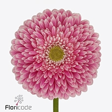 Gerbera Pomponi Power Ball Diamond