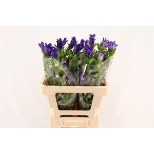 CAMP M CHAMPION BLUE