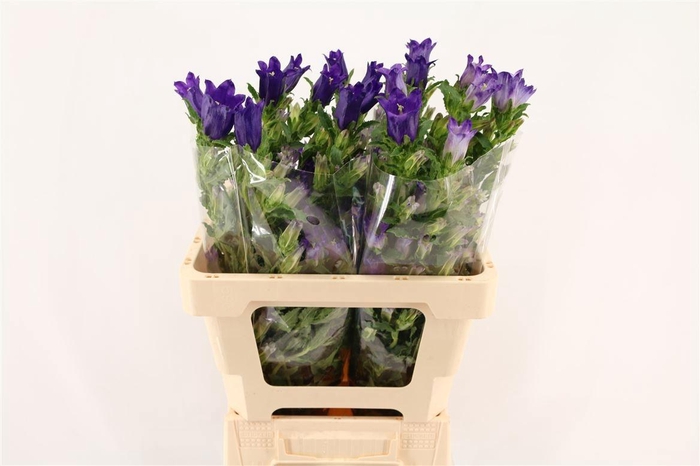 <h4>CAMP M CHAMPION BLUE</h4>