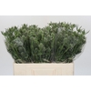 Eryngium Silver Dynamite