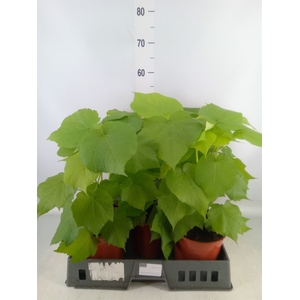Sparrmannia africana