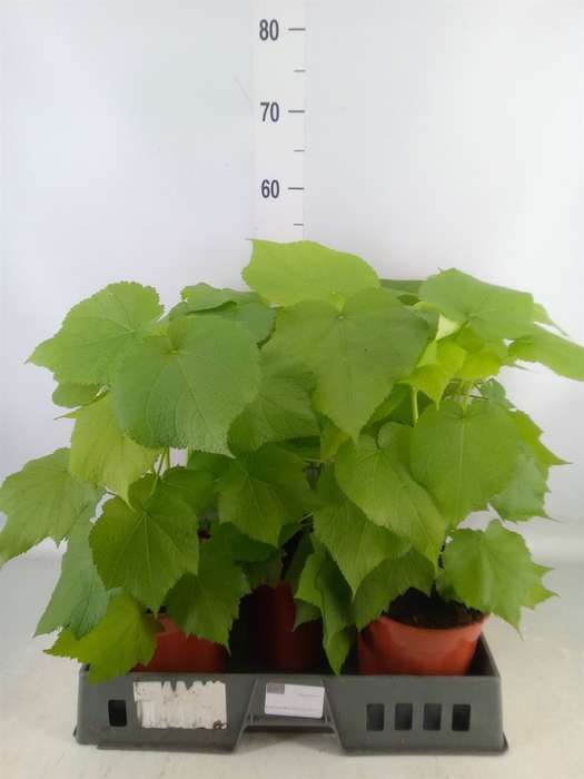 <h4>Sparrmannia africana</h4>