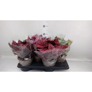 Begonia BD rex 'Beleaf'  ...mix