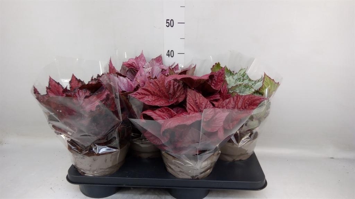 <h4>Begonia BD rex 'Beleaf'  ...mix</h4>