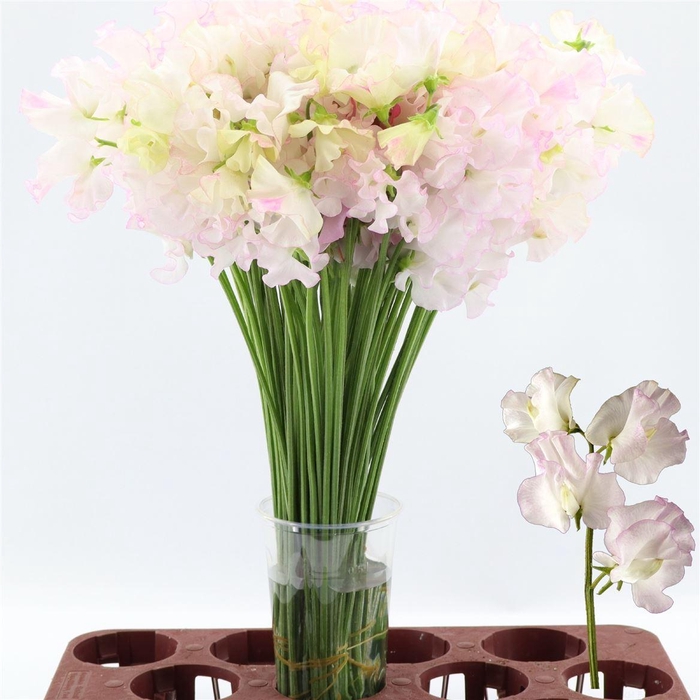 <h4>Lathyrus Misty White</h4>