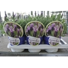 Lavandula stoechas