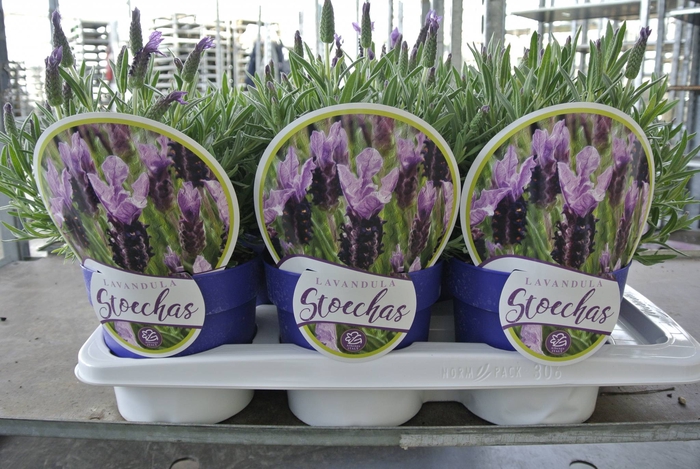 Lavandula stoechas