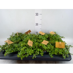 Sedum makinoi 'Kosmosje'