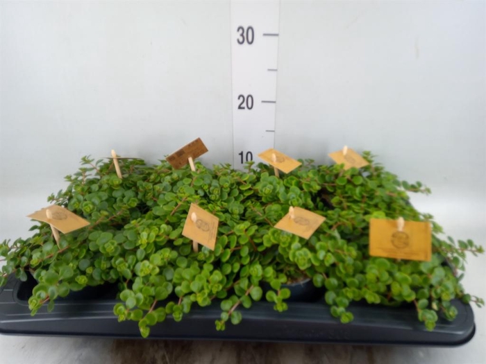 <h4>Sedum makinoi 'Kosmosje'</h4>