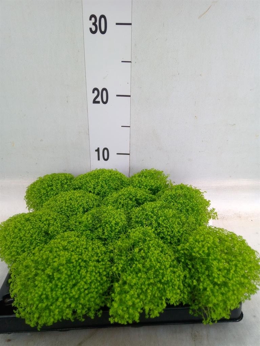 <h4>Selaginella apoda</h4>