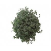 PILEA GLAUC GREYZY